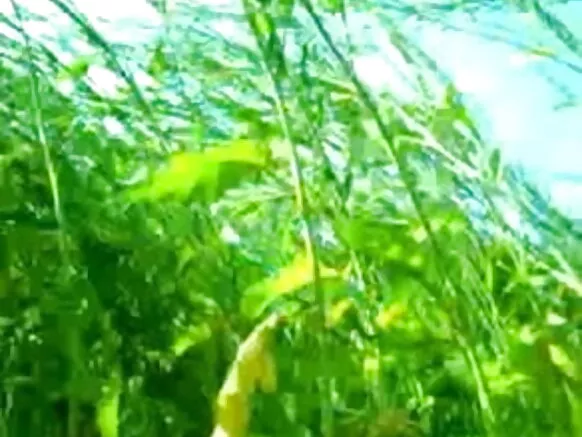 જંગલ માં યુગલ સેક્સી ફિલ્મ હિન્દી